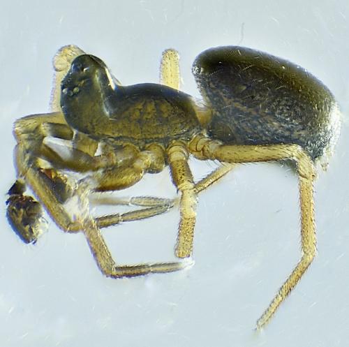 Trichopterna cito